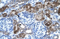 engrailed homeobox 2 Rabbit anti-Human, Polyclonal, Novus Biologicals:Antibodies:Primary